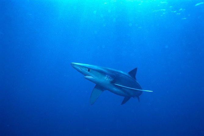 Oahu Shark Dive - The boat-viewing option: still thrilling, less exposure