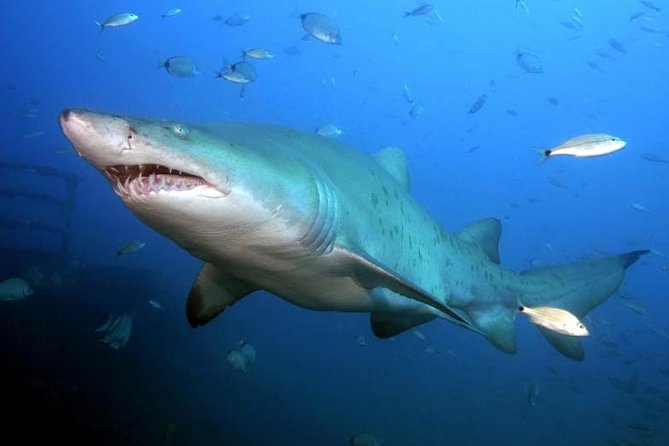 Oahu Shark Dive - Snorkeling gear included, and when it makes sense to use it