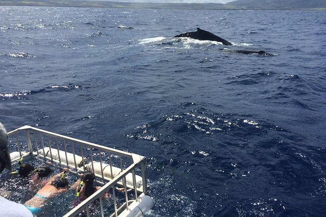 Oahu Shark Dive - Price and value: what the $99.48 covers, and what you should budget