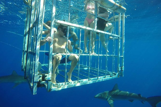 Oahu Shark Dive - The boat ride out: turtles, dolphins, surfers, and winter whales