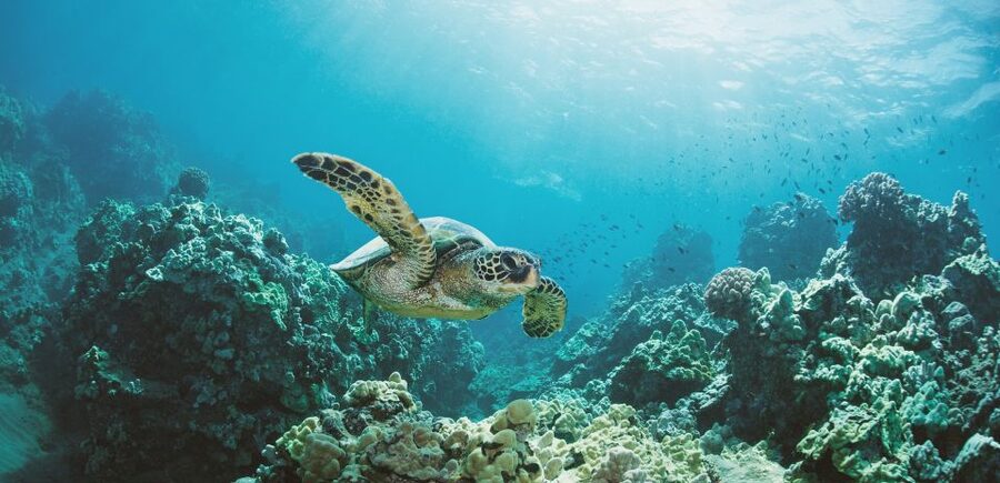 Oahu: Turtle Canyon Snorkeling Boat Tour - Key Things That Make This Turtle Canyon Tour Worth It