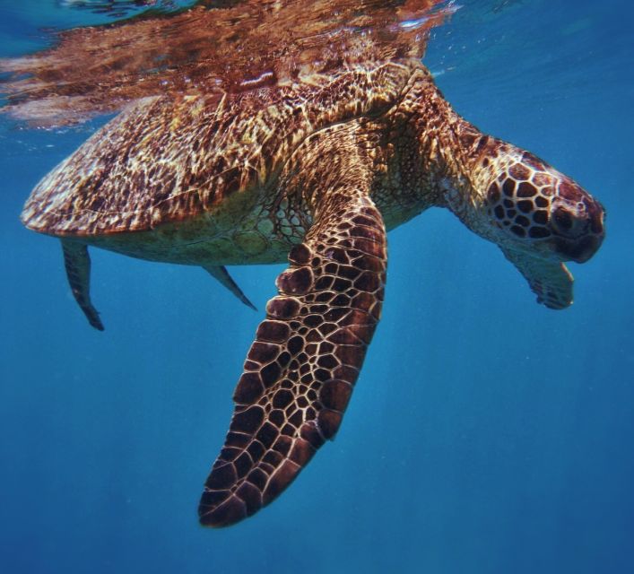 Oahu: Turtle Canyon Snorkeling Boat Tour - Turtle Canyon Snorkeling in Oahu, 2 Hours at a Time