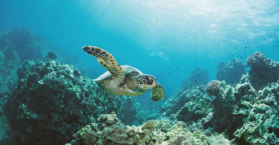 Oahu: Turtle Canyon Snorkeling Boat Tour - Who Should Book This Turtle Canyon Tour