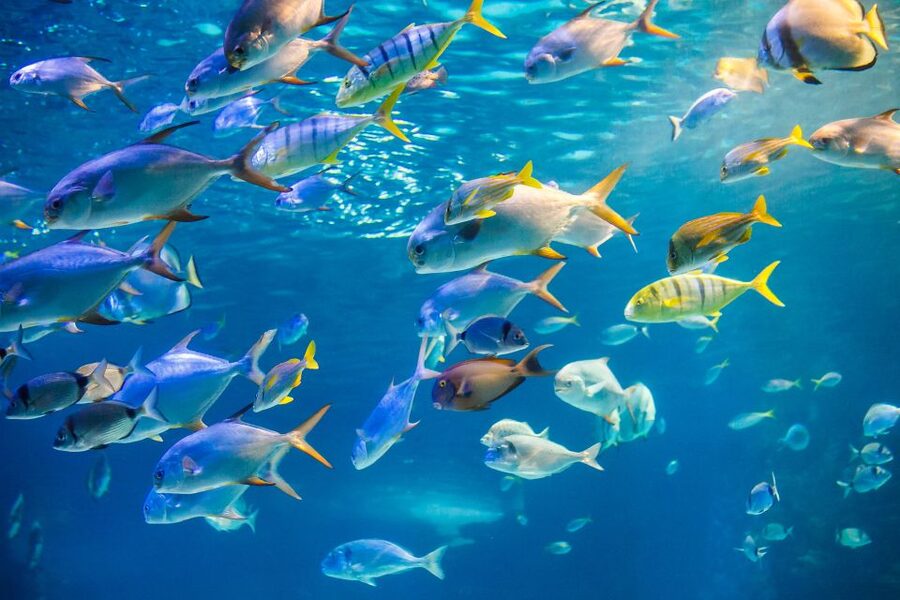 Oahu: Waikiki Glass Bottom Boat Sunset Cruise - Wildlife Chances, Glass-Bottom Reality, and Photo Timing