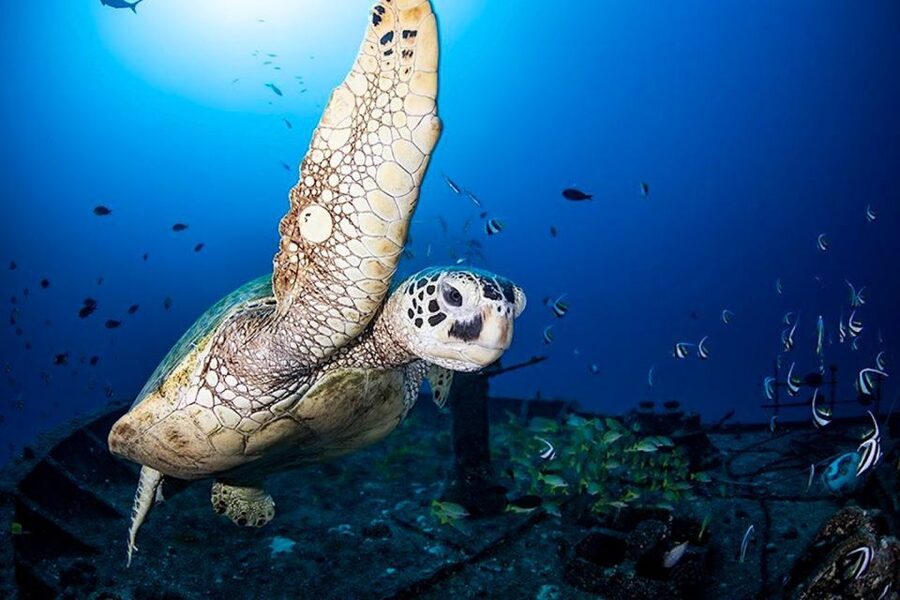 Oahu: Waikiki Submarine Tour - The underwater highlights: coral, turtles, wrecks, and airplanes