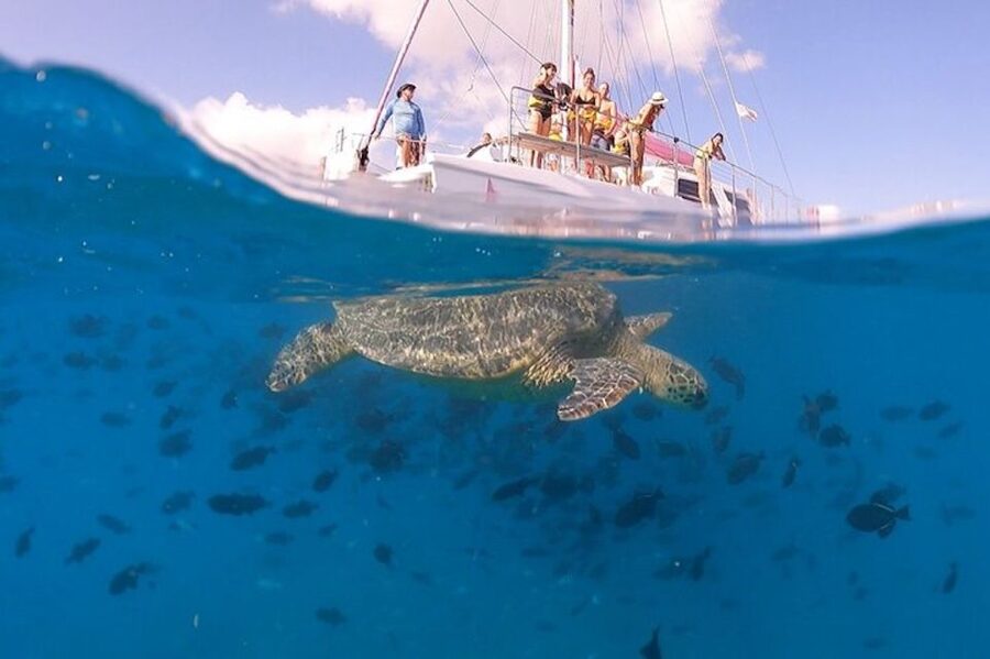 Oahu: Waikiki Turtle Snorkeling Adventure Cruise - A Pink-Sailed Catamaran That Keeps the Day Simple