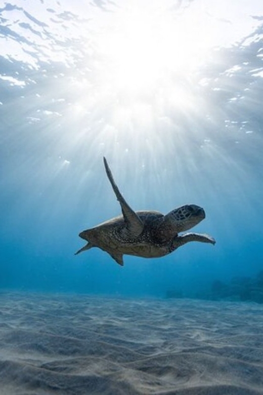 Oahu: Waikiki Turtle Snorkeling Adventure Cruise - What You’ll See: Hawaiian Green Sea Turtles and More