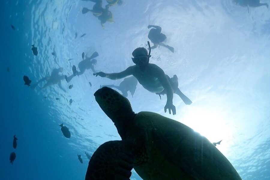 Oahu: Waikiki Turtle Snorkeling Adventure Cruise - Should You Book This Waikiki Turtle Snorkeling Adventure Cruise?