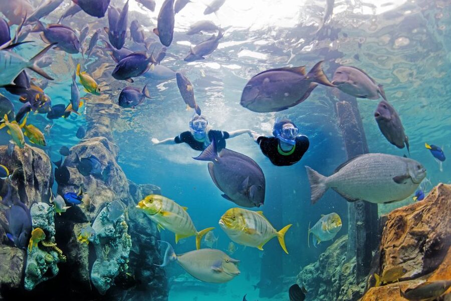 Orlando: Discovery Cove Admission Ticket & Additional Parks - Signature Dolphin Swim: The 30-Minute Upgrade That Creates the Memory