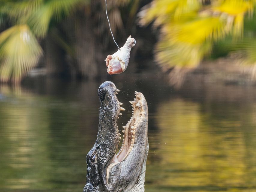 Orlando: Drive-Thru Safari Park at Wild Florida - Key moments that make this safari work