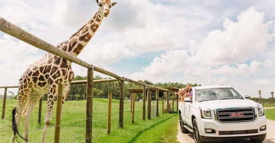 Orlando: Drive-Thru Safari Park at Wild Florida - Arriving at Wild Florida: plan a relaxed half-day, not a sprint