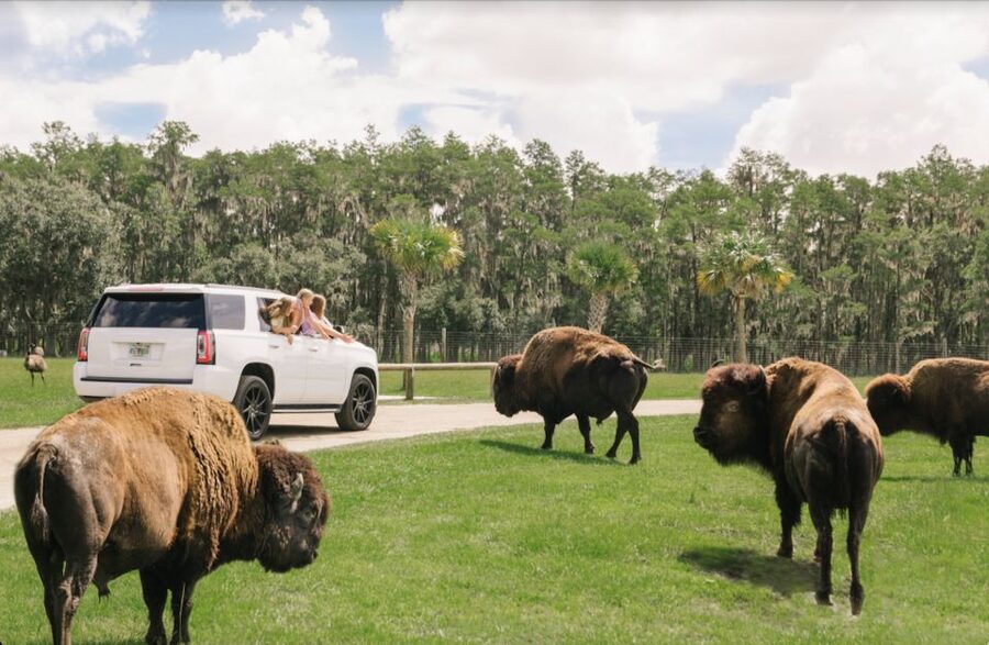Orlando: Drive-Thru Safari Park at Wild Florida - Drive-thru rules that keep the safari enjoyable (and not stressful)