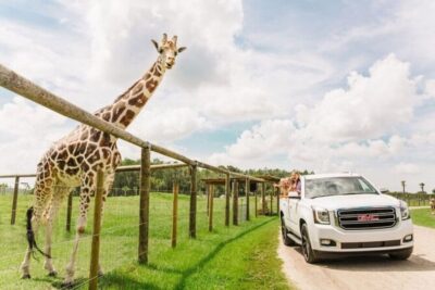 Drive-Thru Safari Park at Wild Florida