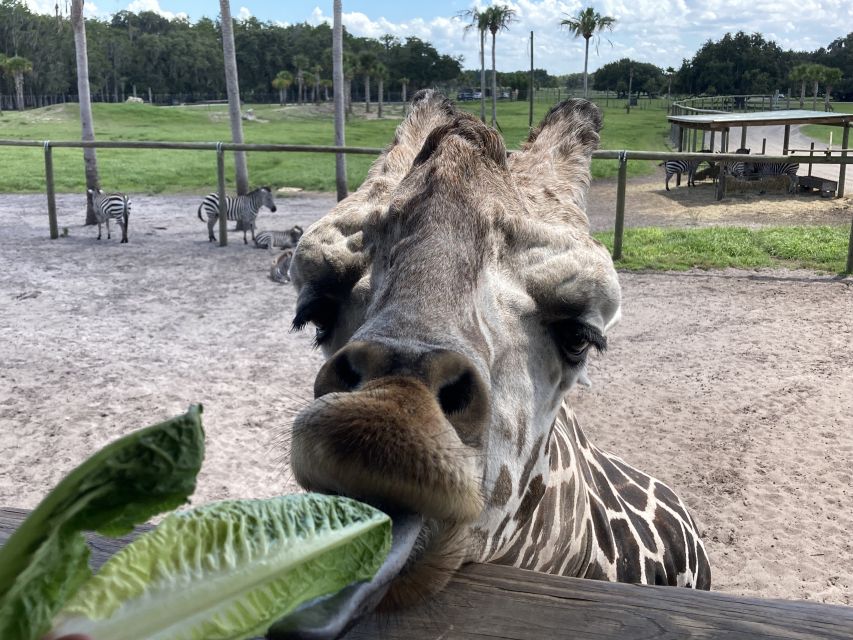 Orlando: Drive-Thru Safari Park at Wild Florida - Feeding the giraffes, including Leroy, without getting disappointed