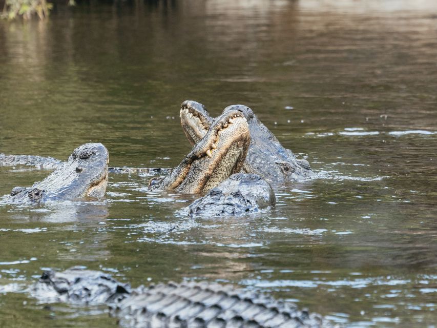 Orlando: Drive-Thru Safari Park at Wild Florida - Gator Park’s alligator pond: Crusher and the show of watching