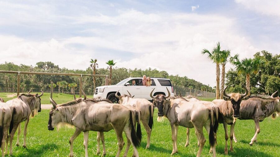Orlando: Drive-Thru Safari Park at Wild Florida - Optional walking exhibits and heat reality checks