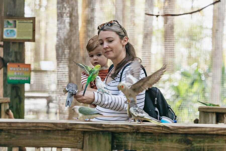 Orlando: Drive-Thru Safari Park at Wild Florida - Airboat ride add-on if you want more speed and more water
