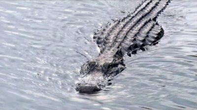 Everglades Airboat Ride and Wildlife Park Ticket