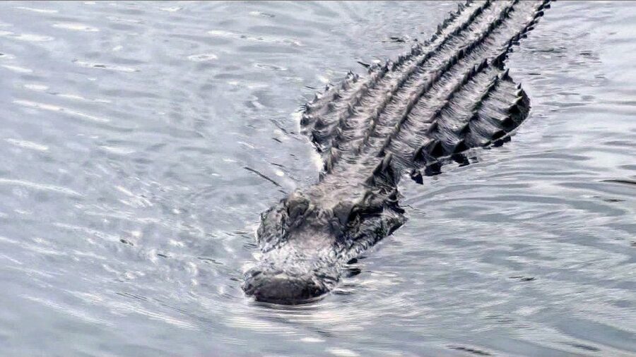 Orlando: Everglades Airboat Ride and Wildlife Park Ticket - The 30-Minute to 1-Hour Airboat Eco Tour Through 4,200 Acres