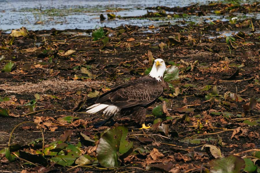Orlando: Florida Everglades Wildlife Airboat Tour - Quick hits to know before you go