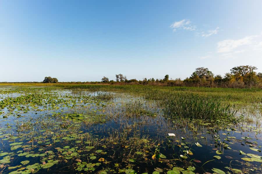 Orlando: Florida Everglades Wildlife Airboat Tour - Should you book this airboat tour?