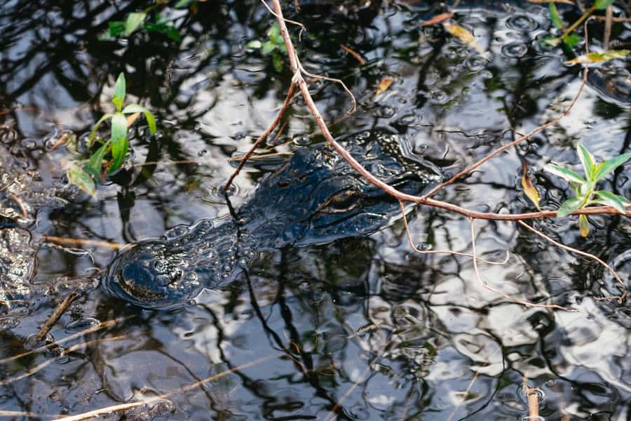 Orlando: Florida Everglades Wildlife Airboat Tour - Wildlife spotting in the Everglades, from bald eagles to baby gators
