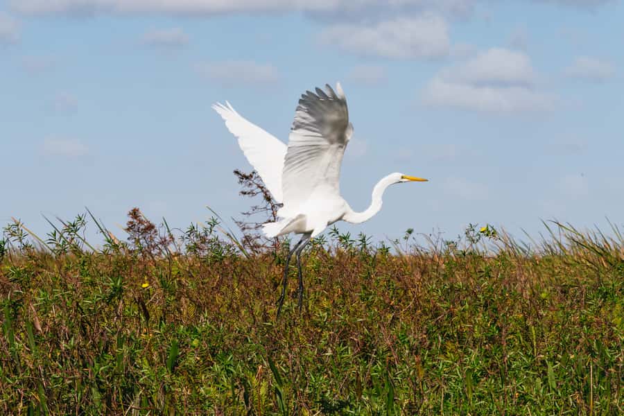 Orlando: Florida Everglades Wildlife Airboat Tour - Who this Orlando Everglades airboat tour suits best