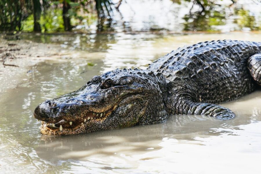 Orlando: Gatorland Skip-the-Line Ticket - Key highlights at a glance
