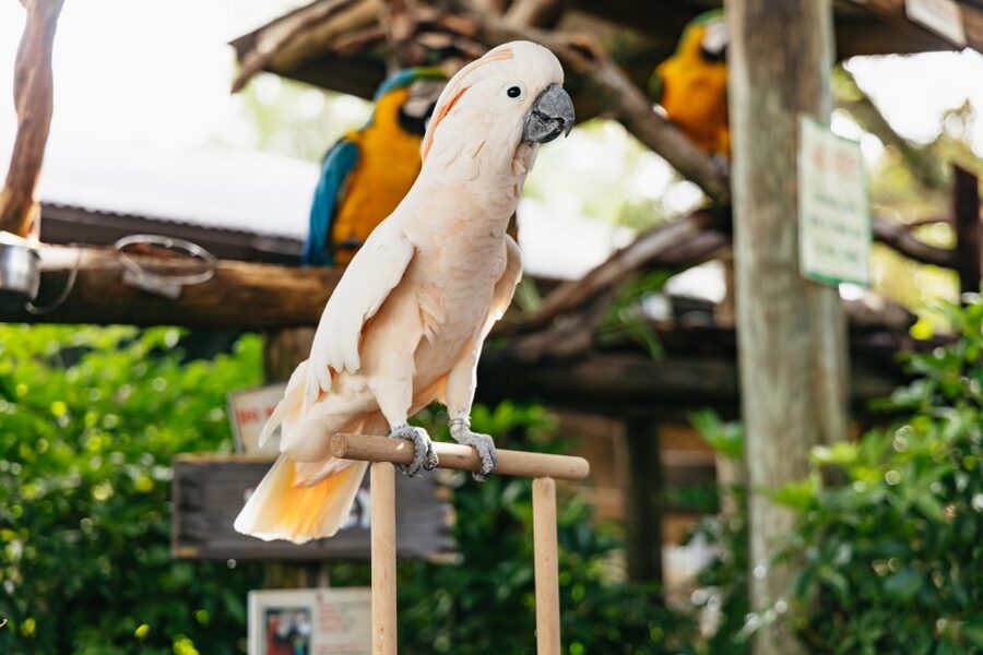 Orlando: Gatorland Skip-the-Line Ticket - FAQ