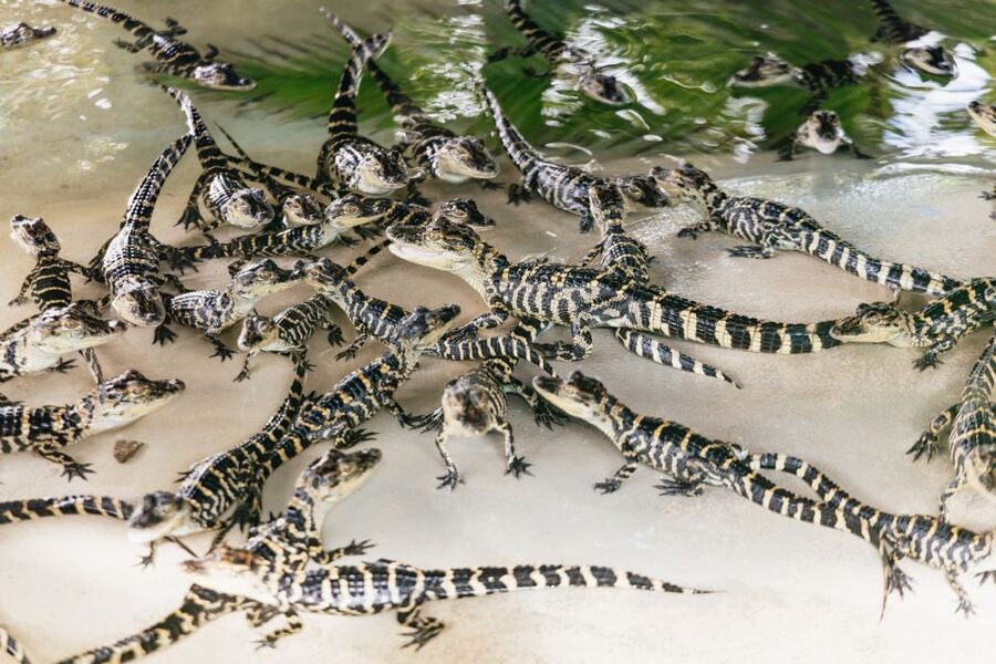 Orlando: Gatorland Skip-the-Line Ticket - Gatorland on South Orange Blossom Trail, and why the skip-the-line matters