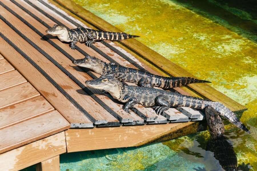 Orlando: Gatorland Skip-the-Line Ticket - Value check for a $37 full-day ticket in Orlando