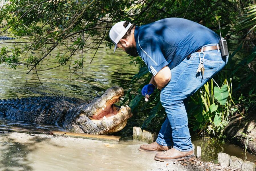 Orlando: Gatorland Skip-the-Line Ticket - The two big shows: Gator Jumparoo and Legends of the Swamp Arena