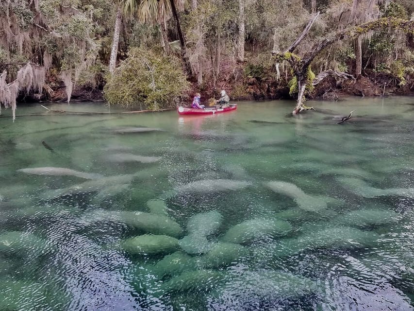 Orlando: Kayaking Tour with Manatee Encounter - French Landing and Blue Springs State Park access, the part people get wrong