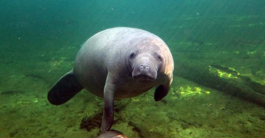 Orlando: Kayaking Tour with Manatee Encounter - Two hours on the water, what changes in winter vs warmer months