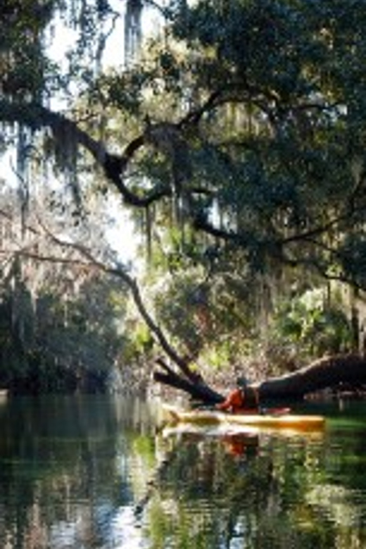 Orlando: Kayaking Tour with Manatee Encounter - The manatee encounter, plus the wildlife mix that makes it feel like a nature day
