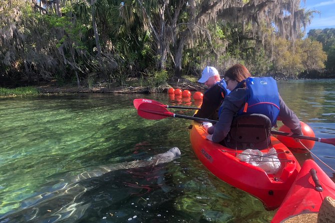Orlando Manatee Encounters - Quick hits before you paddle