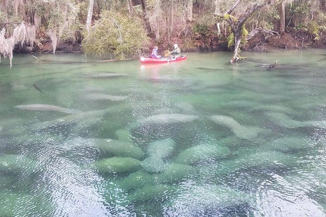Orlando Manatee Encounters - Meeting point reality: restroom, timing, and what to bring
