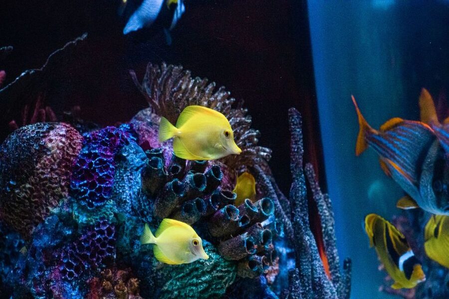Orlando: SEA LIFE Orlando Aquarium - Key Highlights To Plan Around