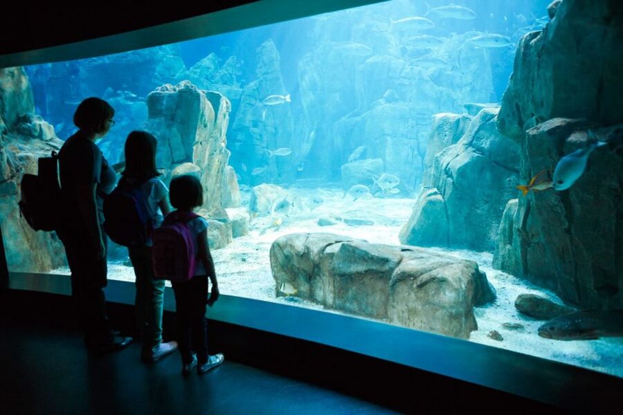 Orlando: SEA LIFE Orlando Aquarium - Entering The Aquarium World At ICON Park