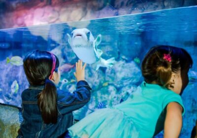 SEA LIFE Orlando Aquarium