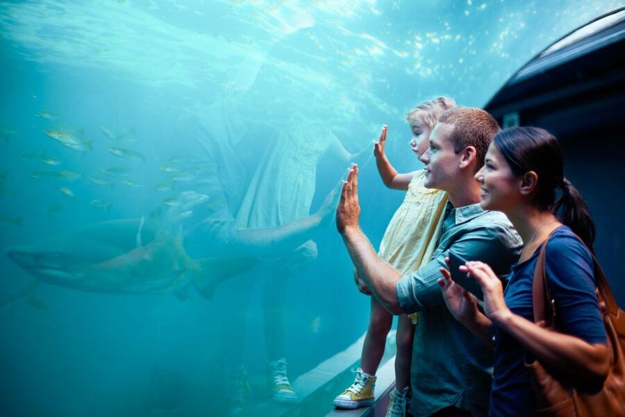 Orlando: SEA LIFE Orlando Aquarium - Meeting Ted and Chely, Rescue Turtle Encounters With Meaning