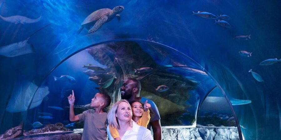 Orlando: SEA LIFE Orlando Aquarium - Other Animal Rooms You Will Actually Want To Repeat