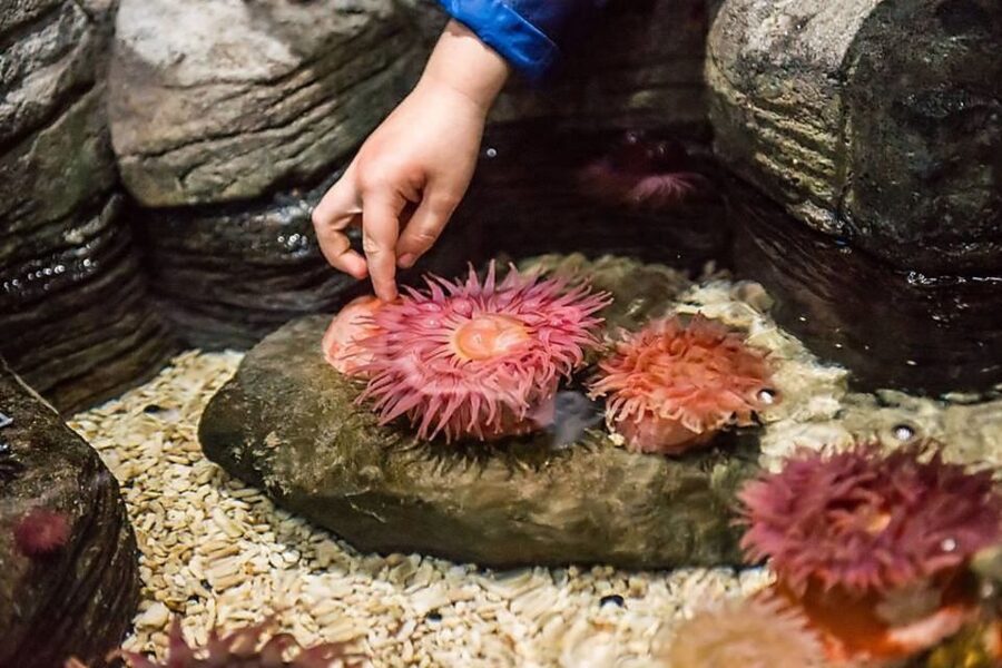 Orlando: SEA LIFE Orlando Aquarium - Price and Value at About $30 Per Person