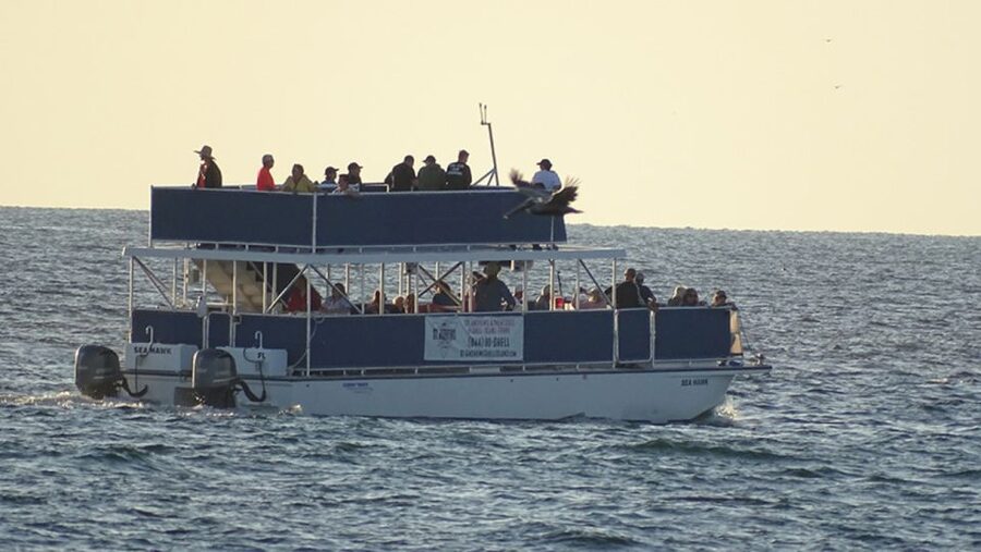 Panama City: Sunset Dolphin Cruise in St. Andrews Bay - Dolphins in Their Habitat: What You Can Expect (and What You Cannot)