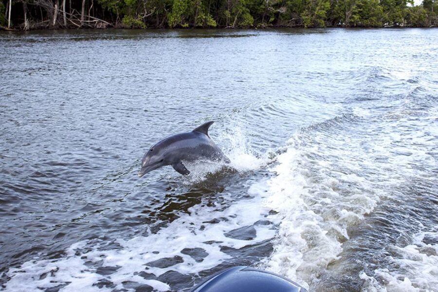 Panama City: Sunset Dolphin Cruise in St. Andrews Bay - Who Should Book This and Who Should Skip It