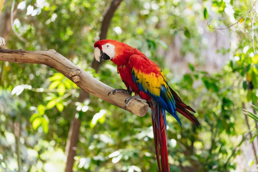Phoenix Zoo One Day General Admission Ticket - What you do (and don’t) get: rides, Stingray Bay, and paid extras