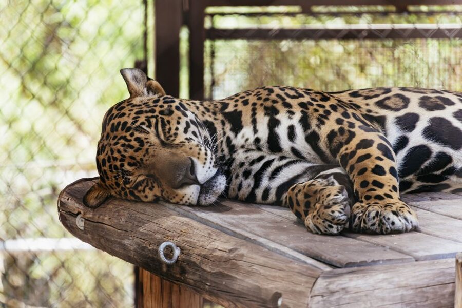Phoenix Zoo One Day General Admission Ticket - Food, restrooms, and beating the day without hating it
