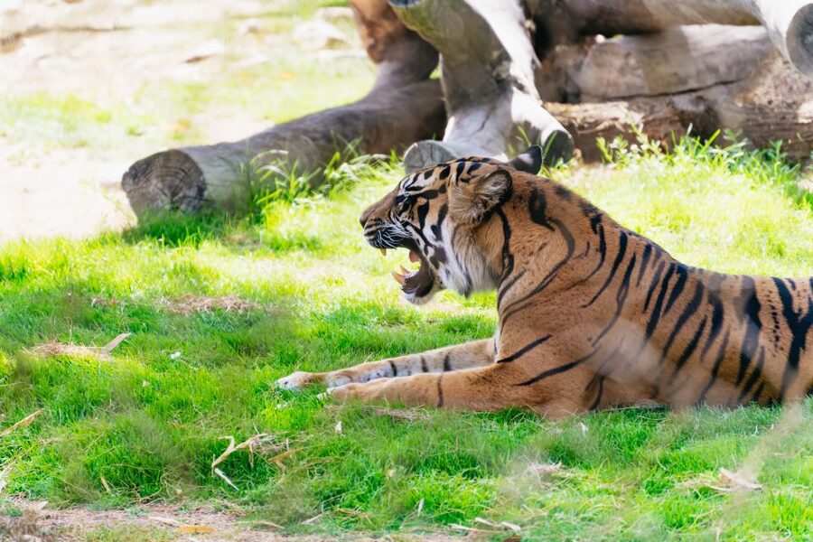 Phoenix Zoo One Day General Admission Ticket - Should you book this Phoenix Zoo one-day admission?