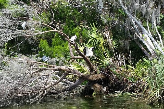 Plantation's Kings Bay Scenic Cruise - Manatees Are Possible, Not Guaranteed, and That Shapes the Whole Experience