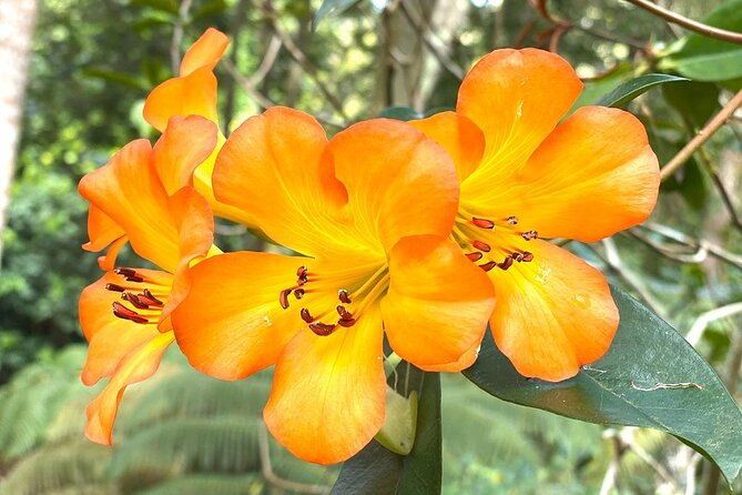 Princeville Botanical Gardens Tour and Chocolate Tasting Ticket - Stop 1: Princeville Botanical Gardens and the Cacao Story